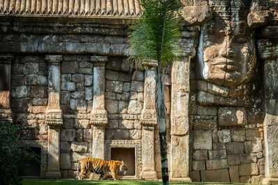 Bioparc con animales en su hábitat natural