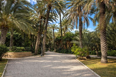 Пальмовый парк Palmeral de Elche