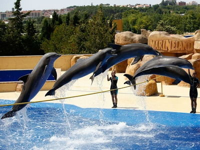 Espectáculo de delfines y leones marinos en Marineland