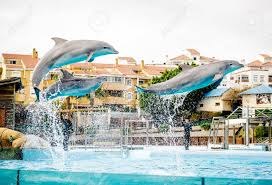 Selvo Marina Dolphinarium