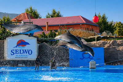 Selwo Marina en Benalmádena — delfinario y parque de animales marinos
