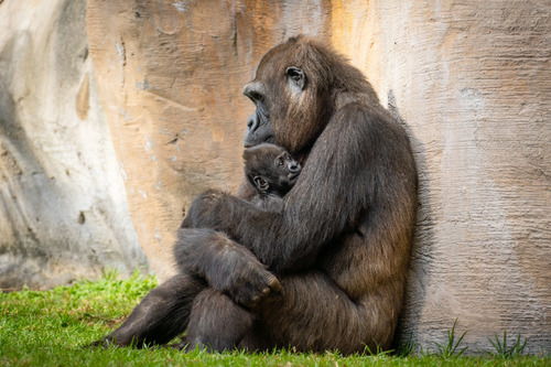 Bioparc Fuengirola — горила с малышом в тропическом зоопарке