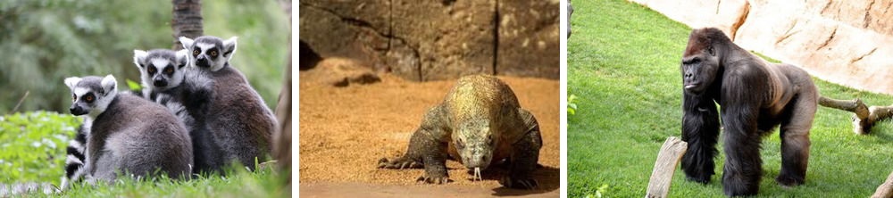 Bioparque - qué ver en Fuengirola