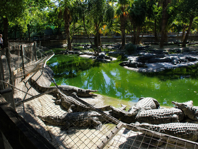 Parque temático de cocodrilos: ocio y entretenimiento en Torremolinos