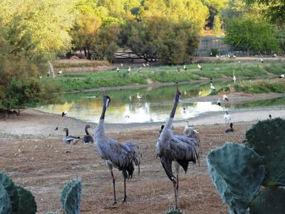 Природный парк Cañada de los Pájaros рядом с Севильей