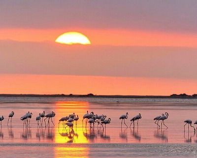 Albufera Natural Park Albufera Natural Park near Valencia - flamingos