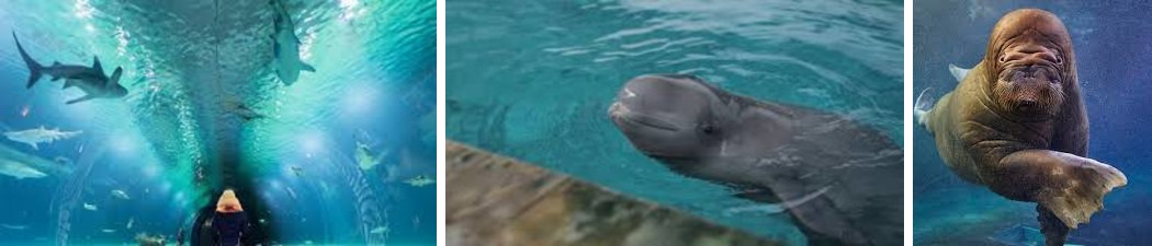 Inside the Oceanarium